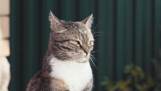 Animal - cat