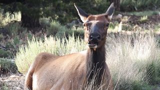 Animal - Deer
