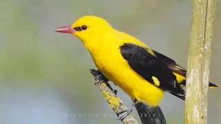 Bird sounds. Golden oriole singing in the spring forest