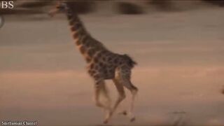 Les moments les plus incroyables dans la vie des animaux 3