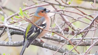 Bird sounds. Chaffinch singing and chirping in spring