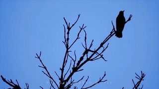 Bird sounds. Blackbird singing in the end of night.