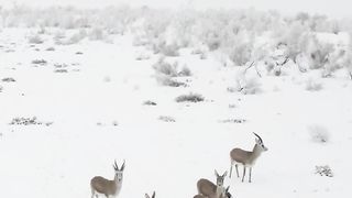 Beautiful Animals 2