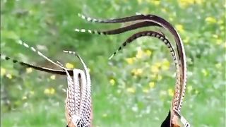 Beautiful Birds 5