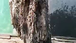 والدین اس سوکھے درخت کی ماند ہوتےہیں