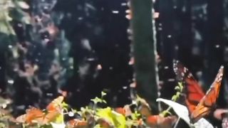The Beauty of Animals