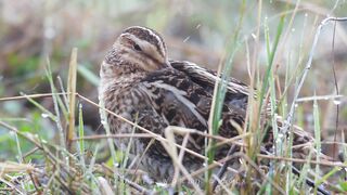 Bird sounds. Common Snipe singing in spring