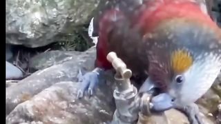 Beautiful Birds 6