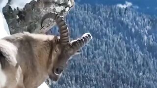 Beautiful Animals 3