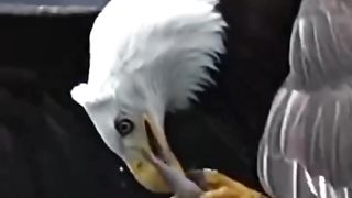 Beautiful eagle ????