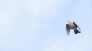 Bird sounds. Skylark singing and chirping in the spring sky