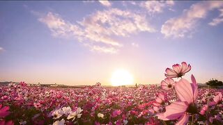 Nature #short video