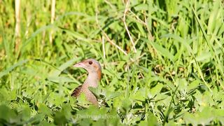- Bird sounds. Corncrake singing