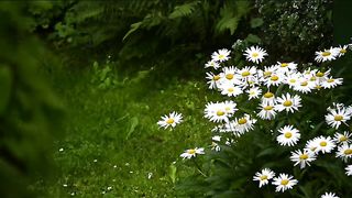 Nature #happy #music #shortvideo