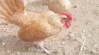 The golden birds