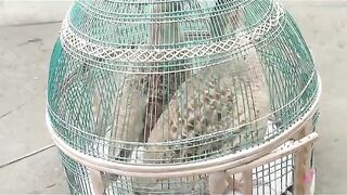 The cage of birds