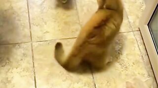 Funny clips, when your cat love to watch boxing