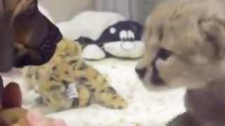 The dog went to visit the tiger he grew up with