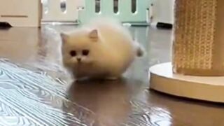 Beautiful Cats 2