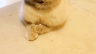 funny cat complication