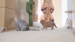 Cats vs Dinosaur | Kittisaurus