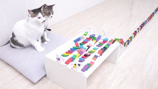 Cats and Domino 2
