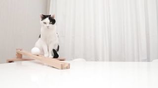 Cat and Custard Pudding
