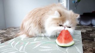 Kitty with a Watermelon Addiction