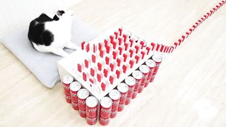 Cats and Mentos Cola & Domino 2