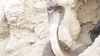The snake bite 3
