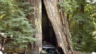 Car Scrapes Through Redwood Trunk __ ViralHog.