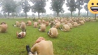 Army Training