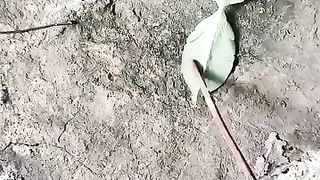 The leaf like creature