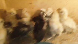 The little babies 2