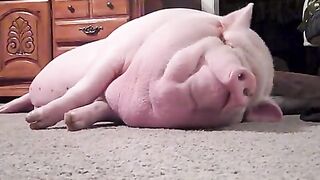Mabel the mini pig