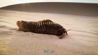 Chains fish in the earth beautiful movmnt