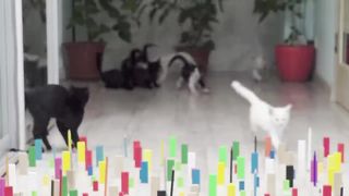 Cats vs Baby Cats Domino Obstacle Funny Cats Games