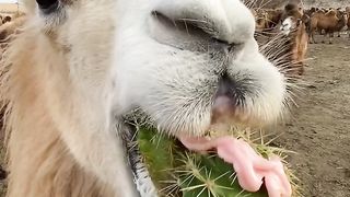 Chaina camel MP 4amazing