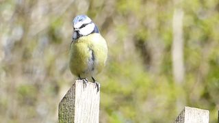 Animal - Bird