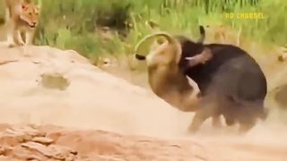 Youtube wild bull