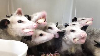 Opossums eating bananas