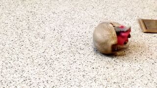 Rollie, a southern three-banded armadillo, playing