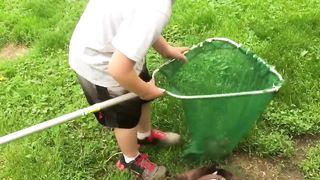 A big screaming bullfrog