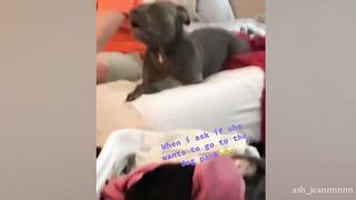 Funny Dog 15
