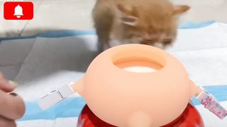 Baby Kittens Feeding Milk ???? From Artificial Nipples