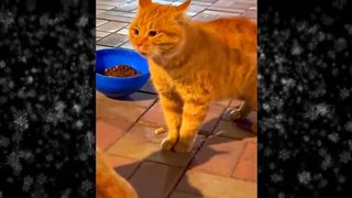 New Funny Videos 2024 ???? Funniest Cats & Dogs Videos???????? Part 18