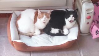 Synchronized Cats 3