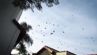 ВОРОНА В ДЕЛЕ
