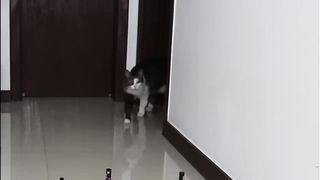 Obstacle Challenge CAT vs DOG 2