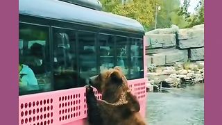 Funny Panda Viral Video 16